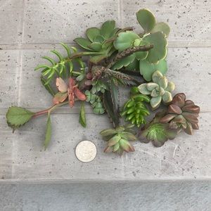 keylaperez484 succulents